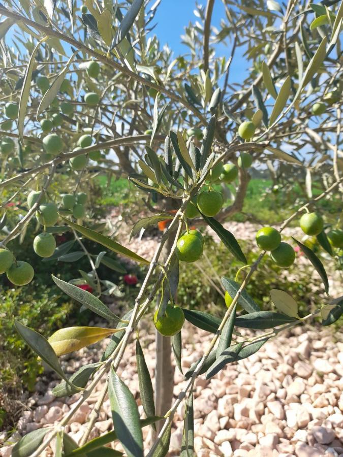 Calcinelli Relais Villa Sofia מראה חיצוני תמונה